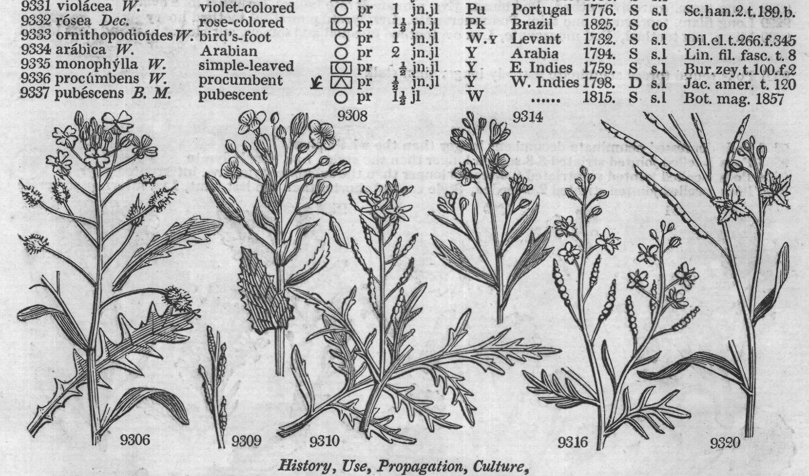 Cruciferæ (II) — from Encyclopedia of Plants (1910)