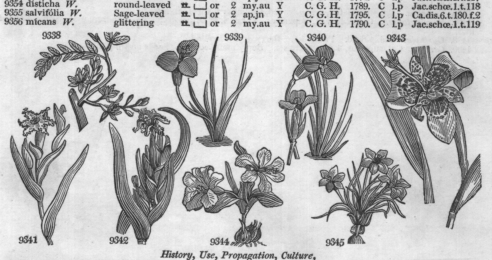 Cruciferæ (Sp water cu jl W Britain al) — from Encyclopedia of Plants (1910)