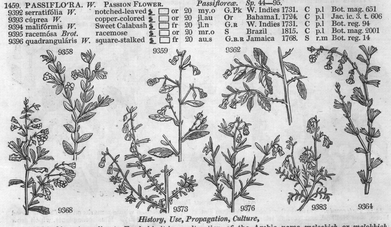 Cruciferæ (Sp water cu jl W Britain al) — from Encyclopedia of Plants (1910)