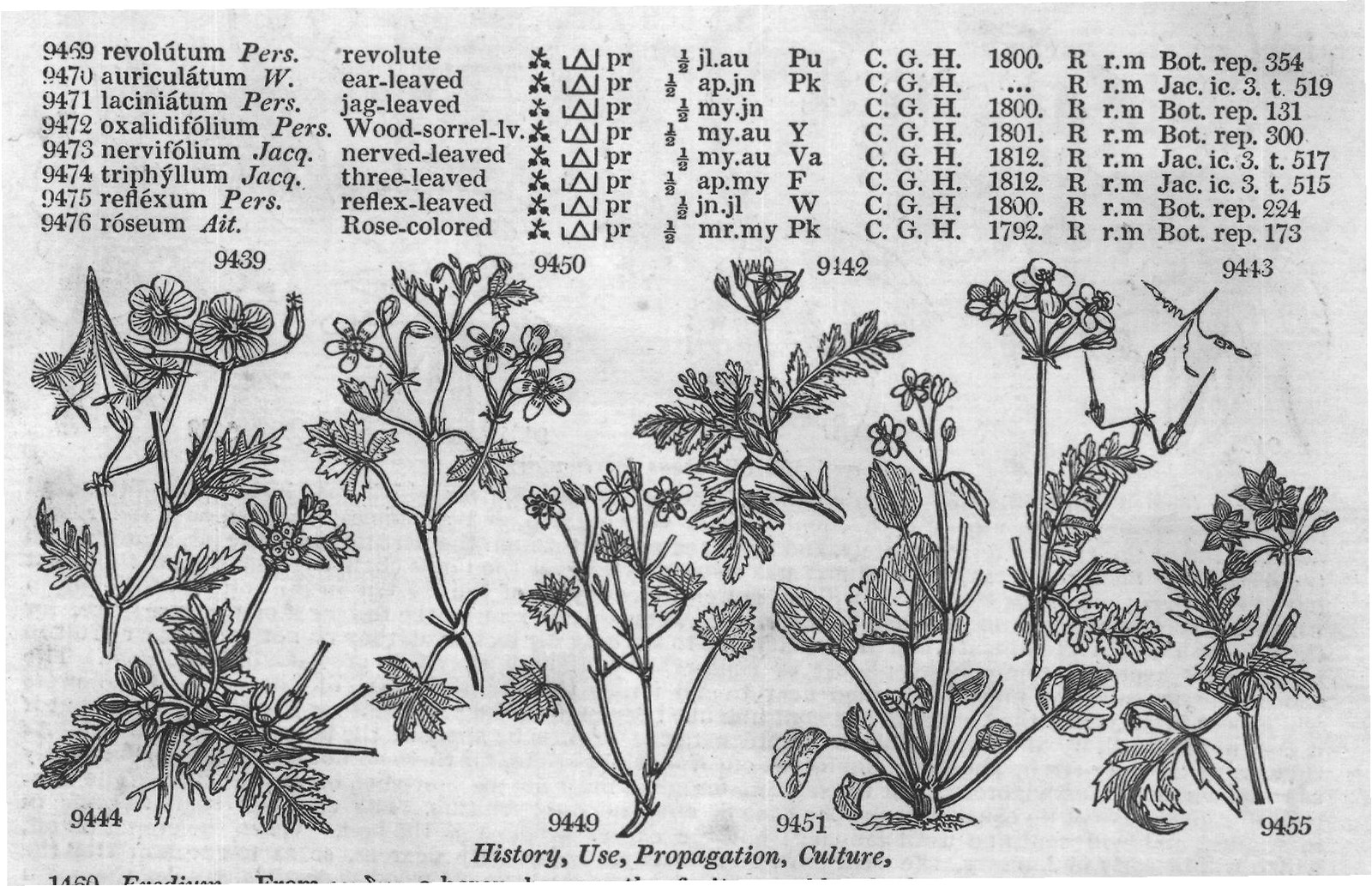 Bot (XVIII) — from Encyclopedia of Plants (1910)