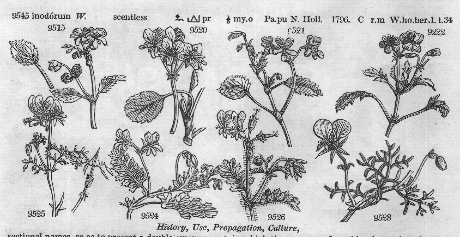 Bot (XVIII) — from Encyclopedia of Plants (1910)