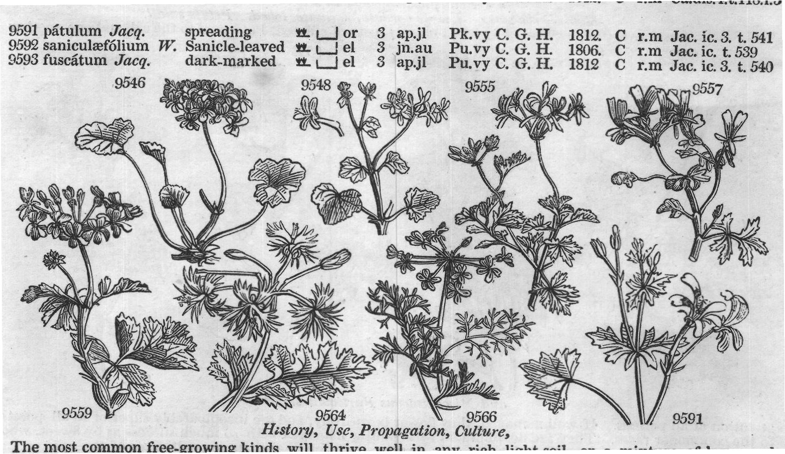 Bot (XVIII) — from Encyclopedia of Plants (1910)