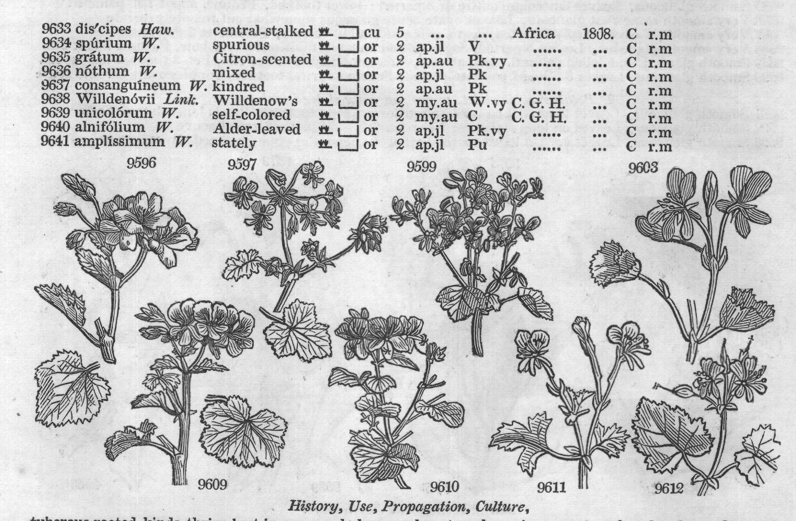 Bot (XVIII) — from Encyclopedia of Plants (1910)