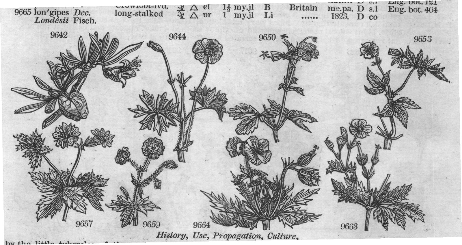 Bot (XVIII) — from Encyclopedia of Plants (1910)