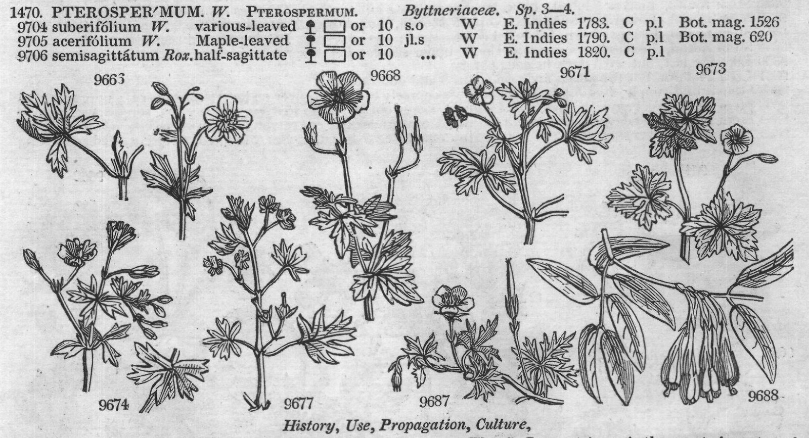Byttneriaceæ – Bot — from Encyclopedia of Plants (1910)