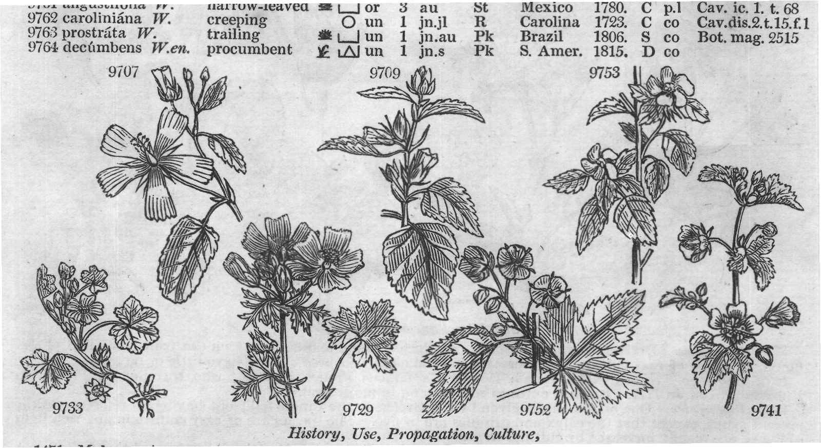 Byttneriaceæ (Sp suberif lium W) — from Encyclopedia of Plants (1910)
