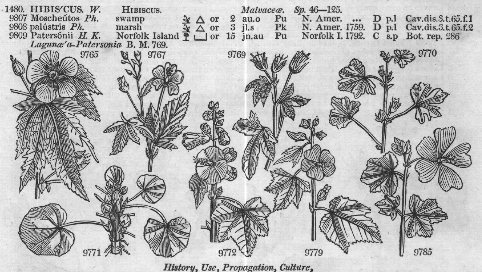 Byttneriaceæ (Sp suberif lium W) — from Encyclopedia of Plants (1910)