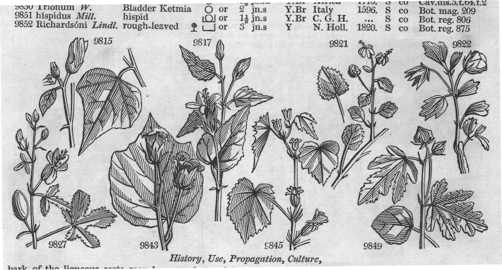 Byttneriaceæ (Sp suberif lium W) — from Encyclopedia of Plants (1910)
