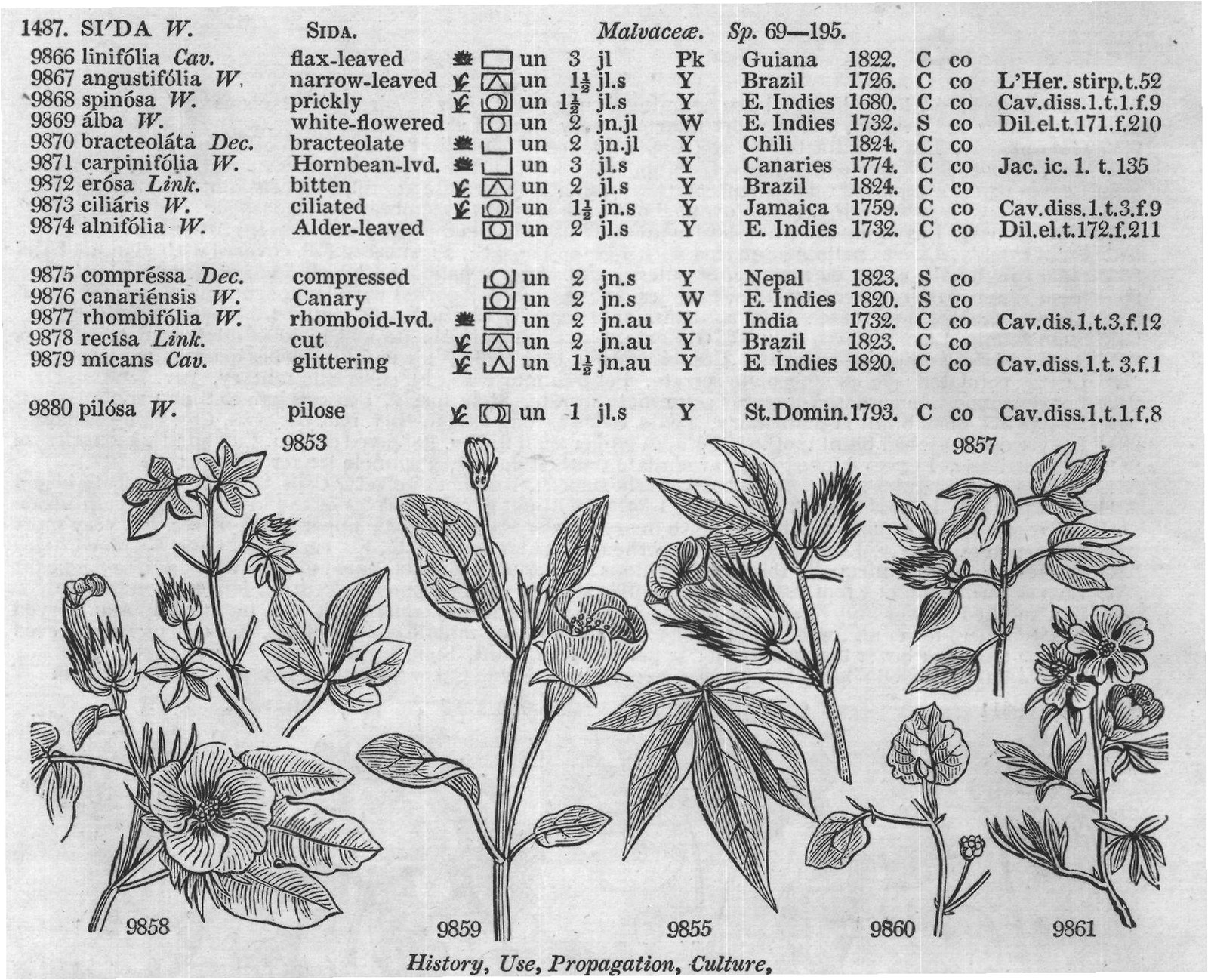 Byttneriaceæ (Sp suberif lium W) — from Encyclopedia of Plants (1910)