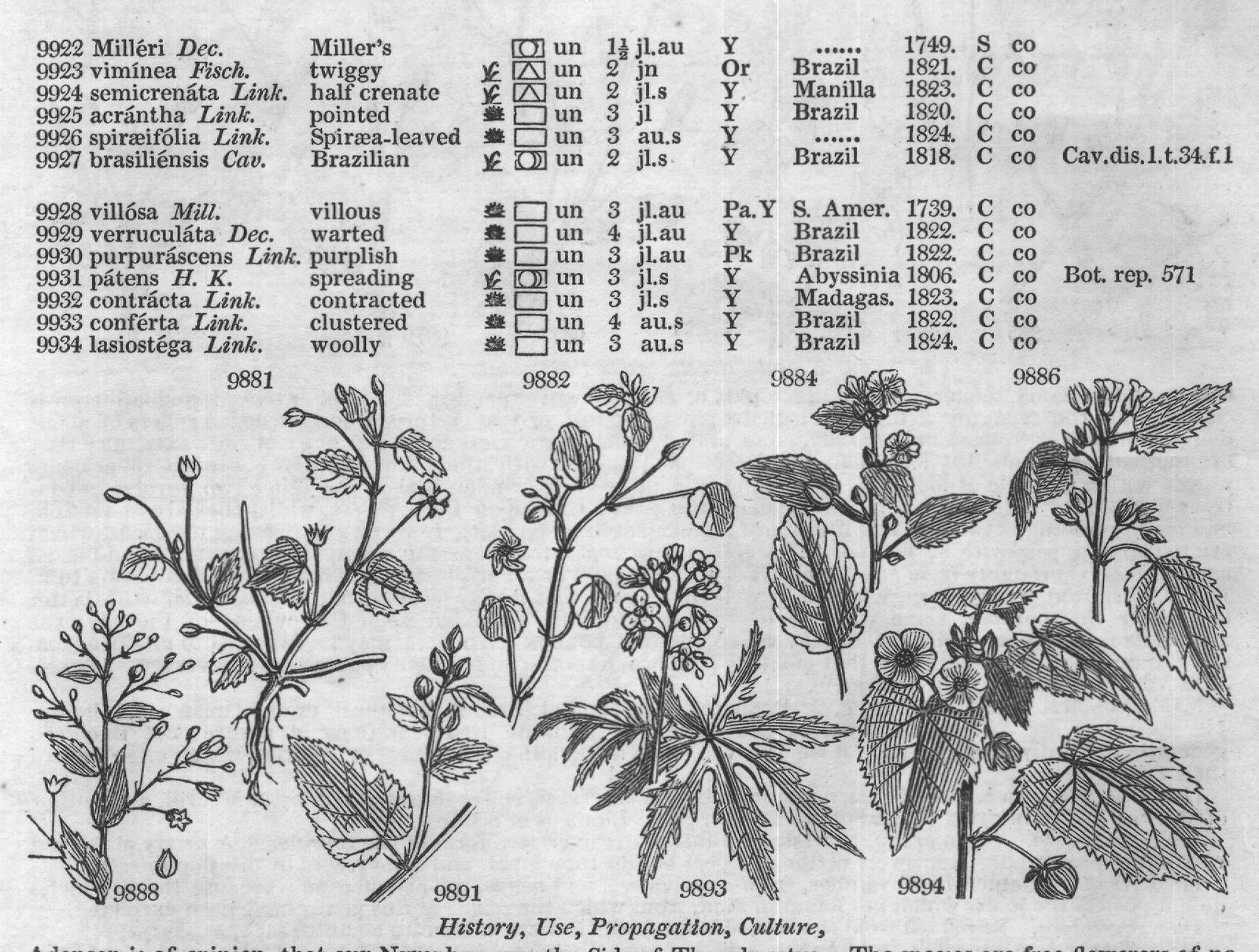History, Use, Propagation, Culture,