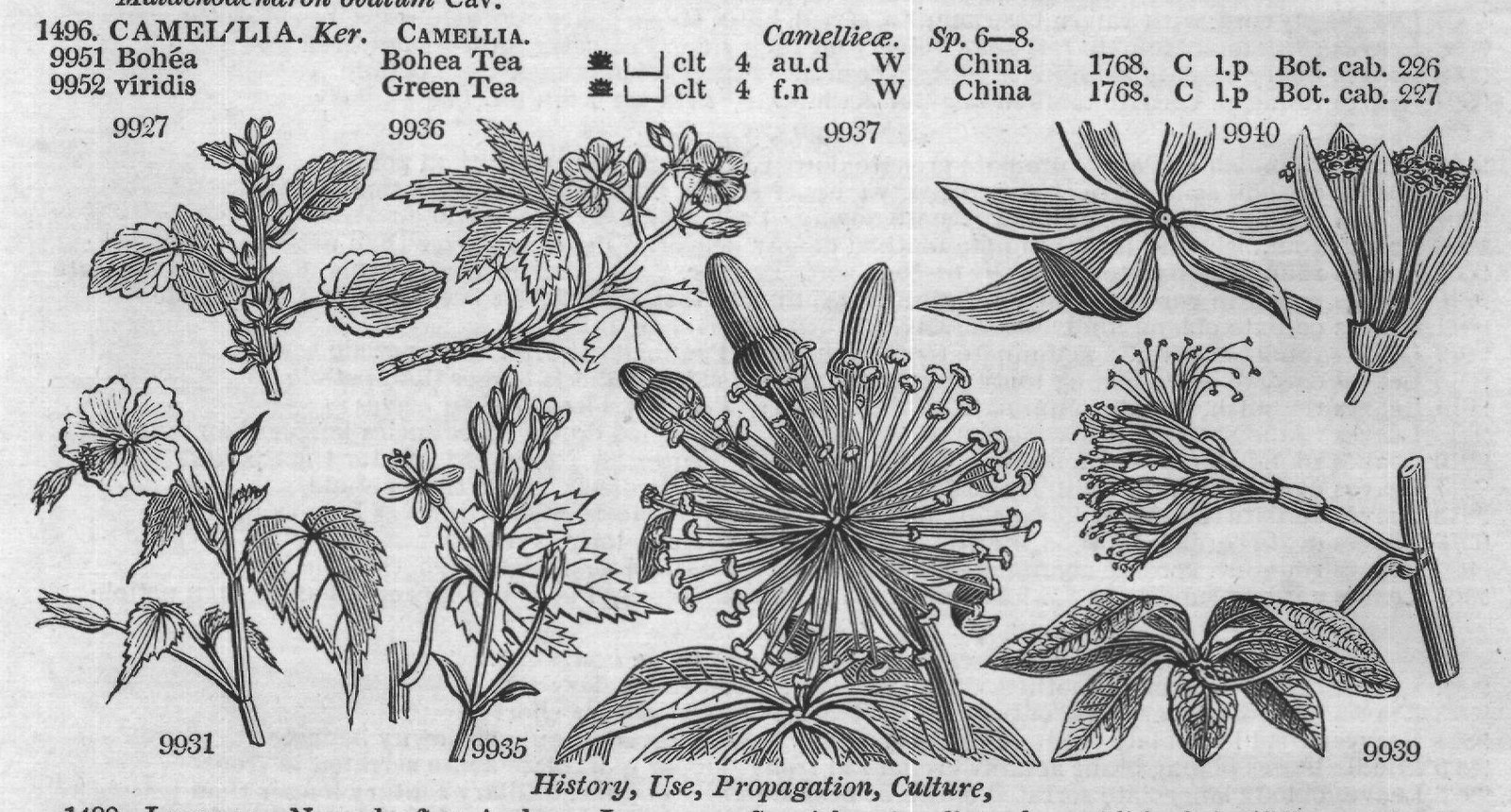 Dill (Elt t f Pluk t f Sloane t f) — from Encyclopedia of Plants (1910)