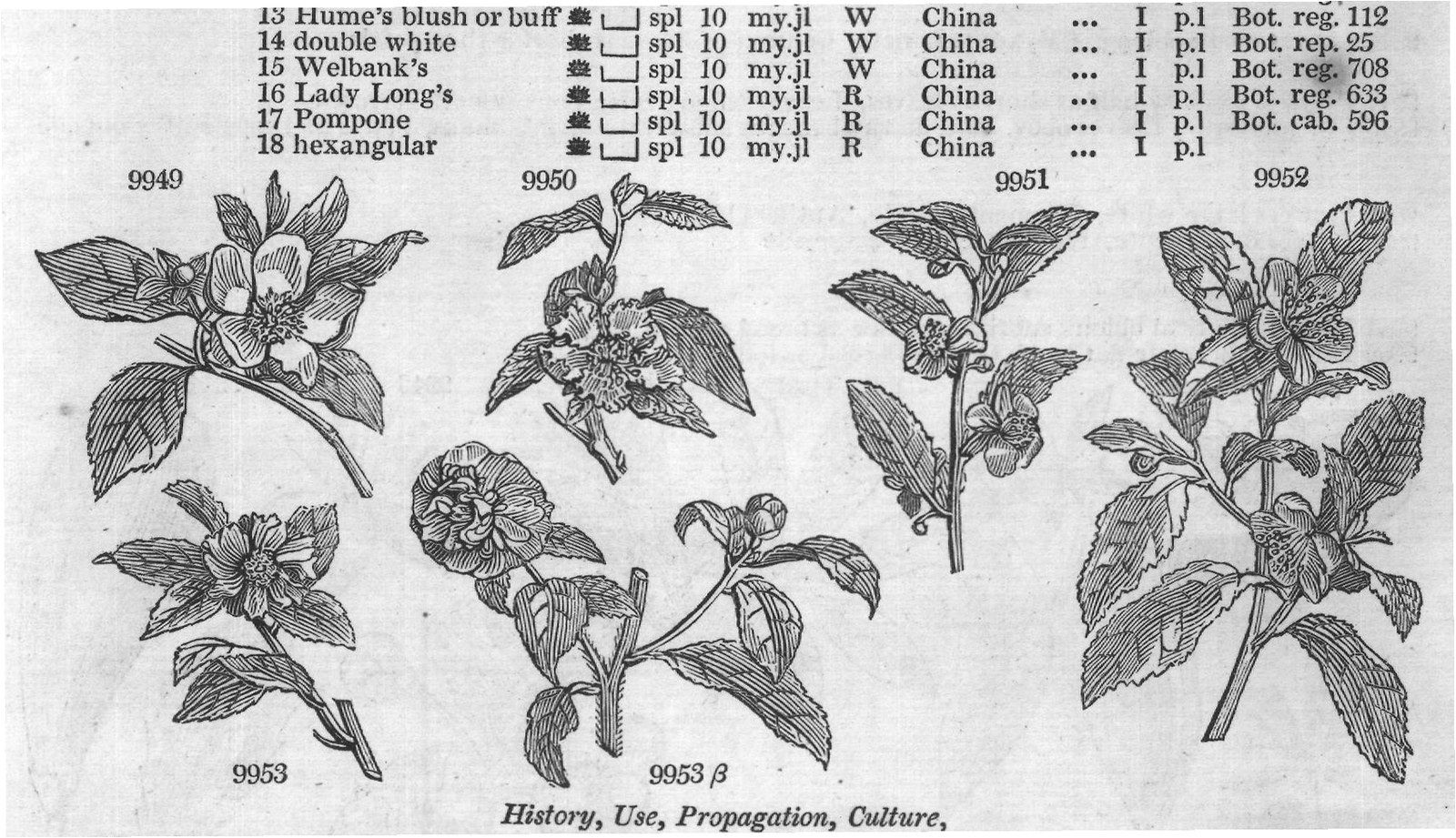 Dill (Elt t f Pluk t f Sloane t f) — from Encyclopedia of Plants (1910)