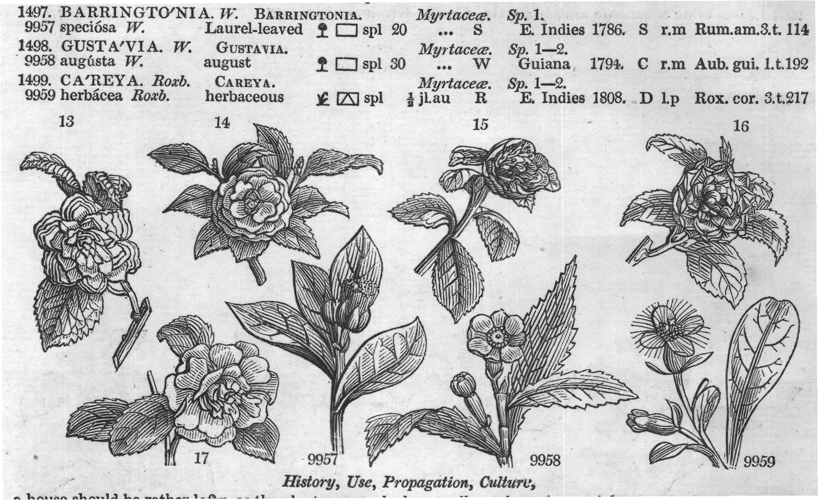 Dill (Elt t f Pluk t f Sloane t f) — from Encyclopedia of Plants (1910)