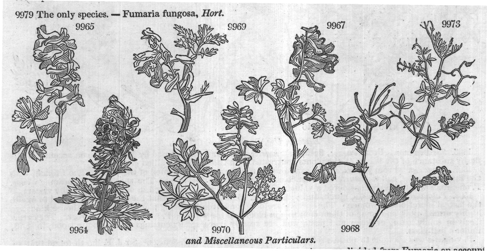 Fumariaceæ (Sp africana W en) — from Encyclopedia of Plants (1910)