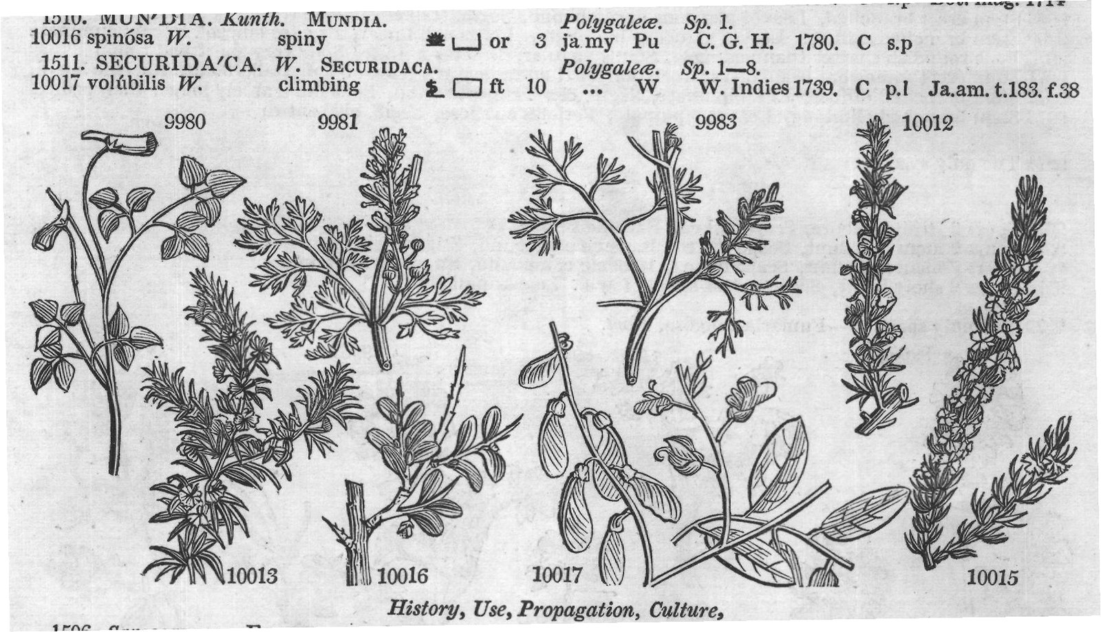 Fumariaceæ (Sp africana W en) — from Encyclopedia of Plants (1910)