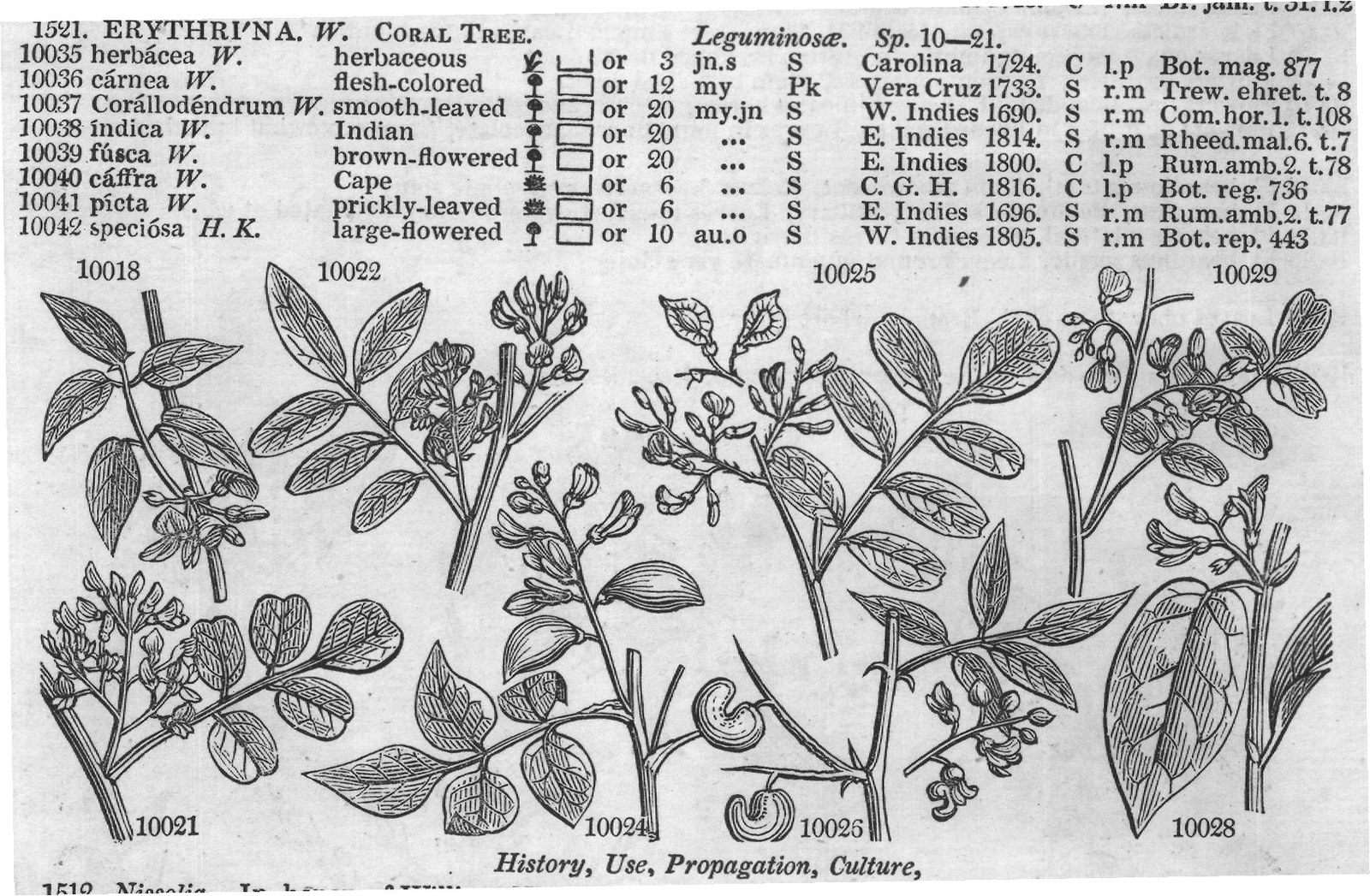 Fumariaceæ (Sp my jl P Y Spain D co Bocc t) — from Encyclopedia of Plants (1910)
