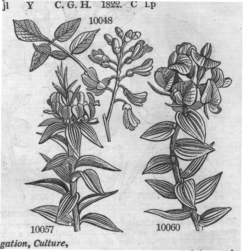Breyn — from Encyclopedia of Plants (1910)