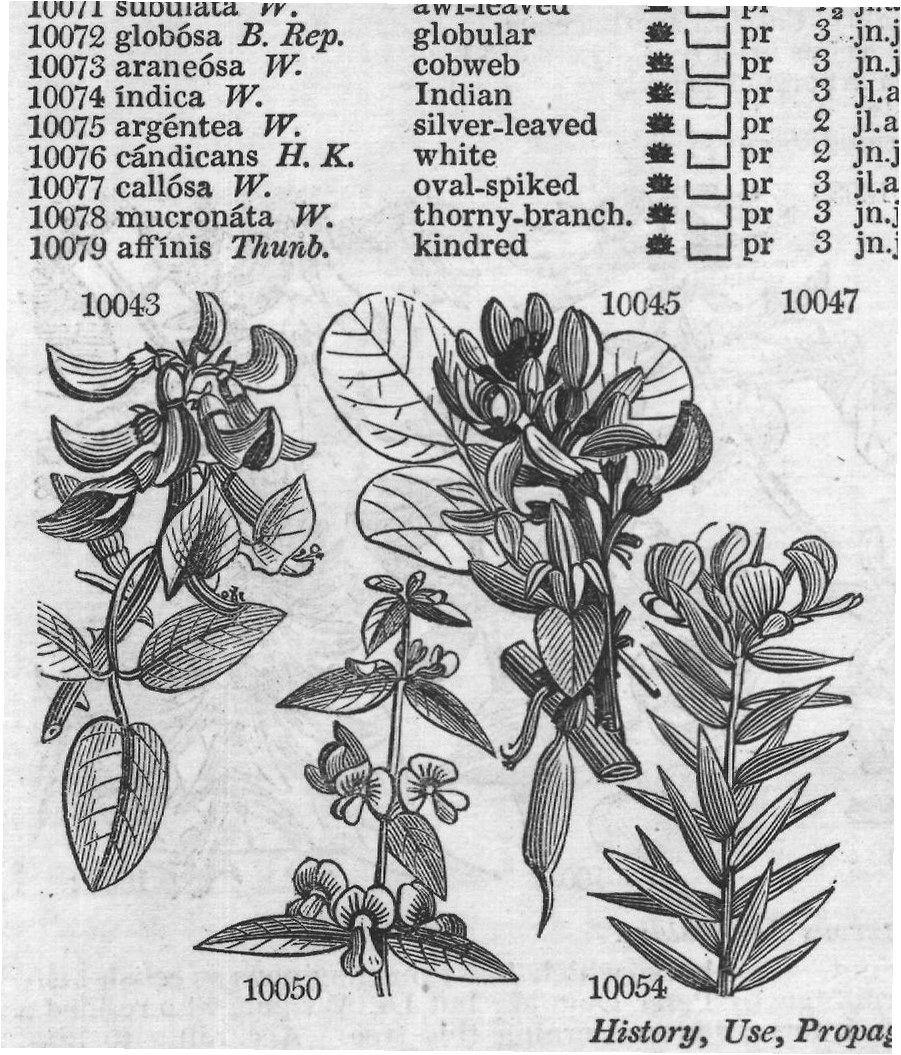 Breyn — from Encyclopedia of Plants (1910)
