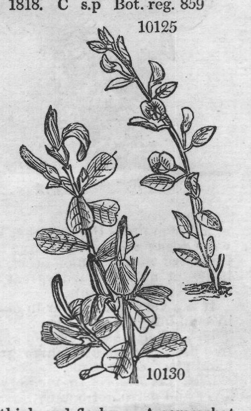 Breyn — from Encyclopedia of Plants (1910)