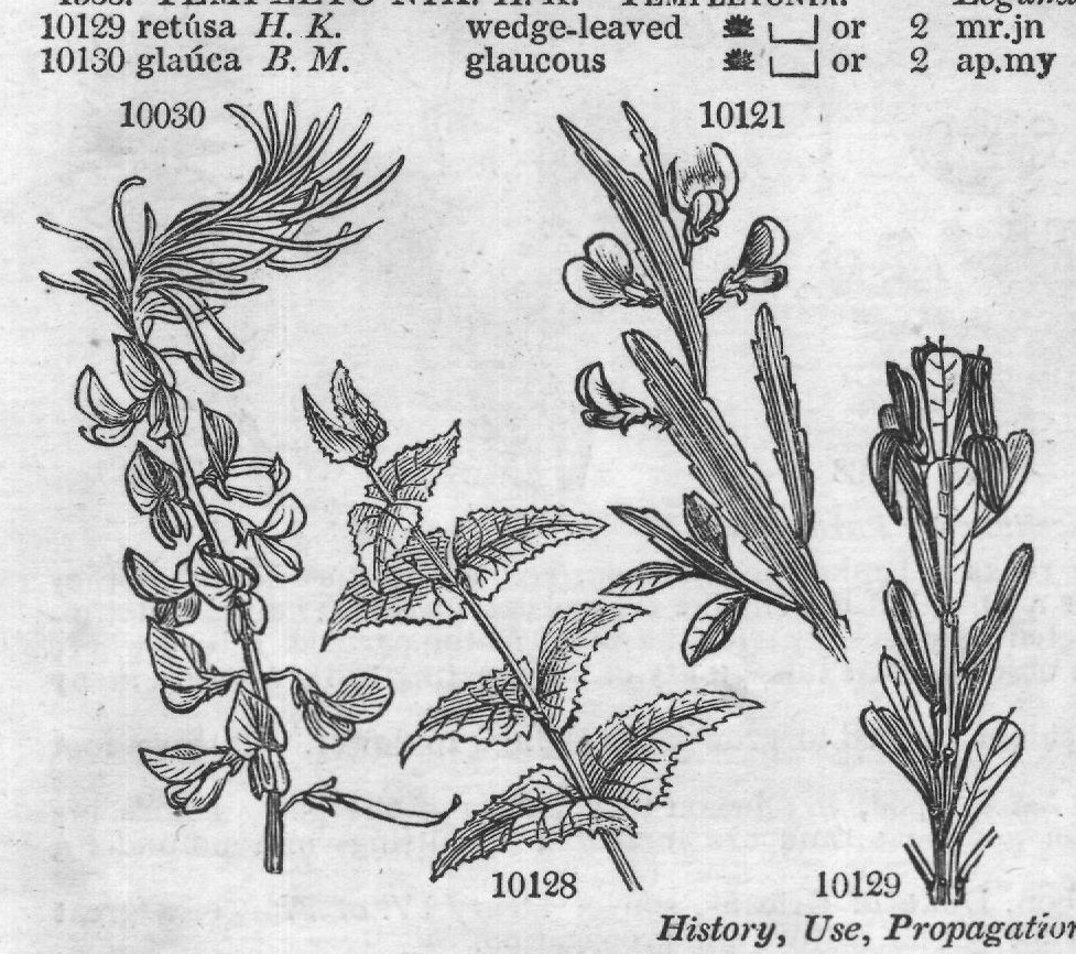 Breyn — from Encyclopedia of Plants (1910)