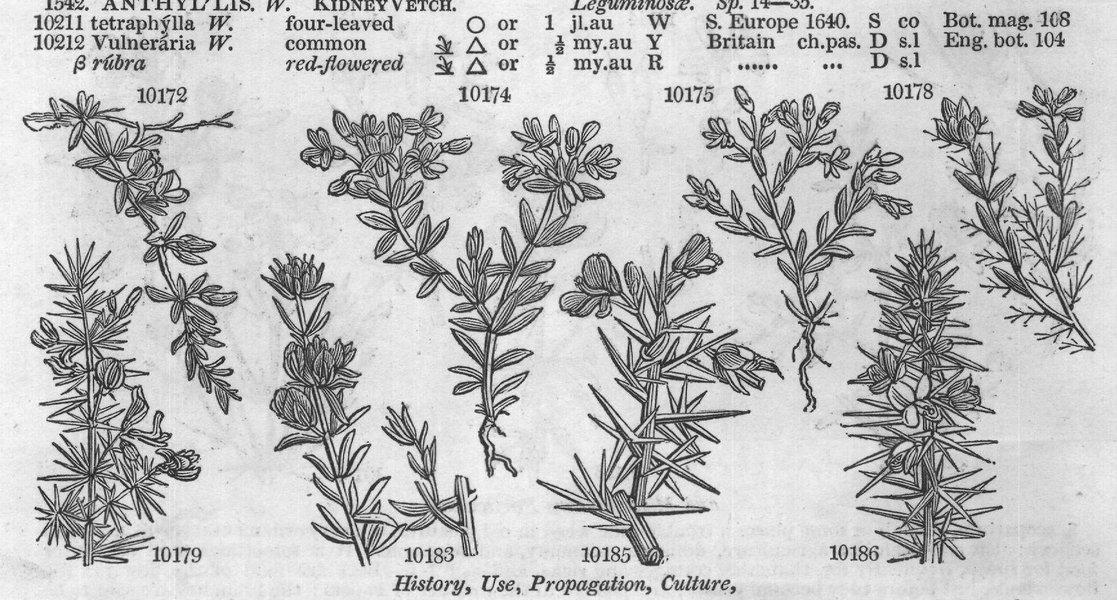 Com — from Encyclopedia of Plants (1910)