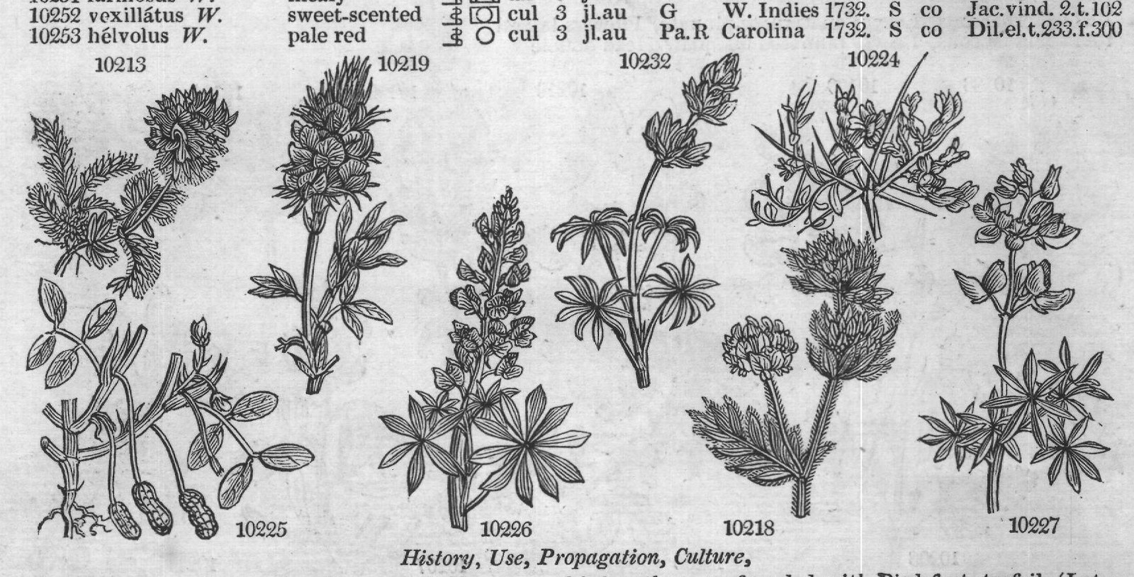 Com — from Encyclopedia of Plants (1910)