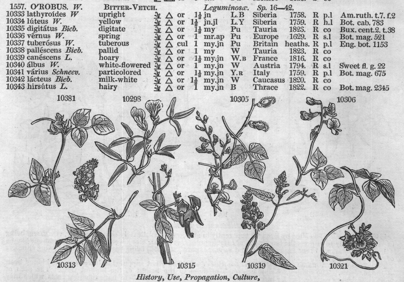 Desf (Atl t Bot mag A'RACHIS W) — from Encyclopedia of Plants (1910)
