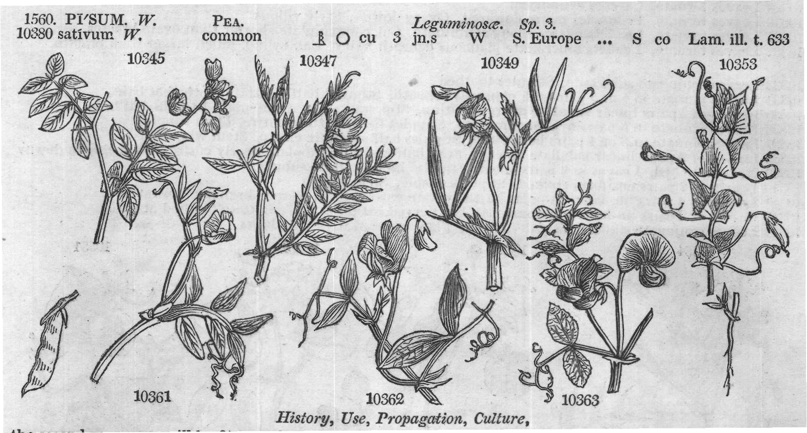 Eng – Eng (Bot Bot mag Bot mag Barr ic) — from Encyclopedia of Plants (1910)
