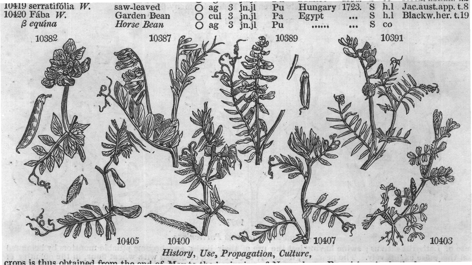 History, Use, Propagation, Culture,
