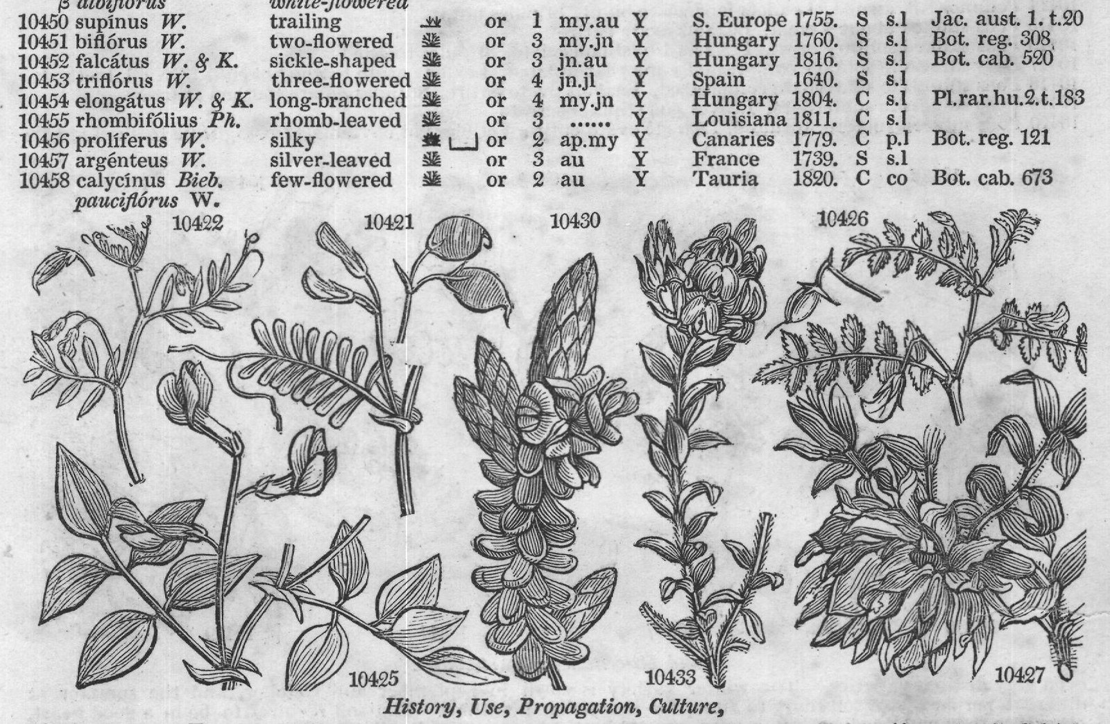 Eng – Eng (Bot Jac aust t Pl rar hu t Plu) — from Encyclopedia of Plants (1910)