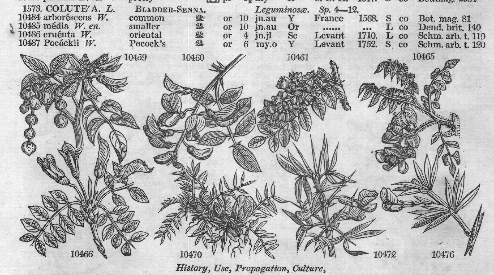 Bot (Cab tragac nthoides W Goat's) — from Encyclopedia of Plants (1910)