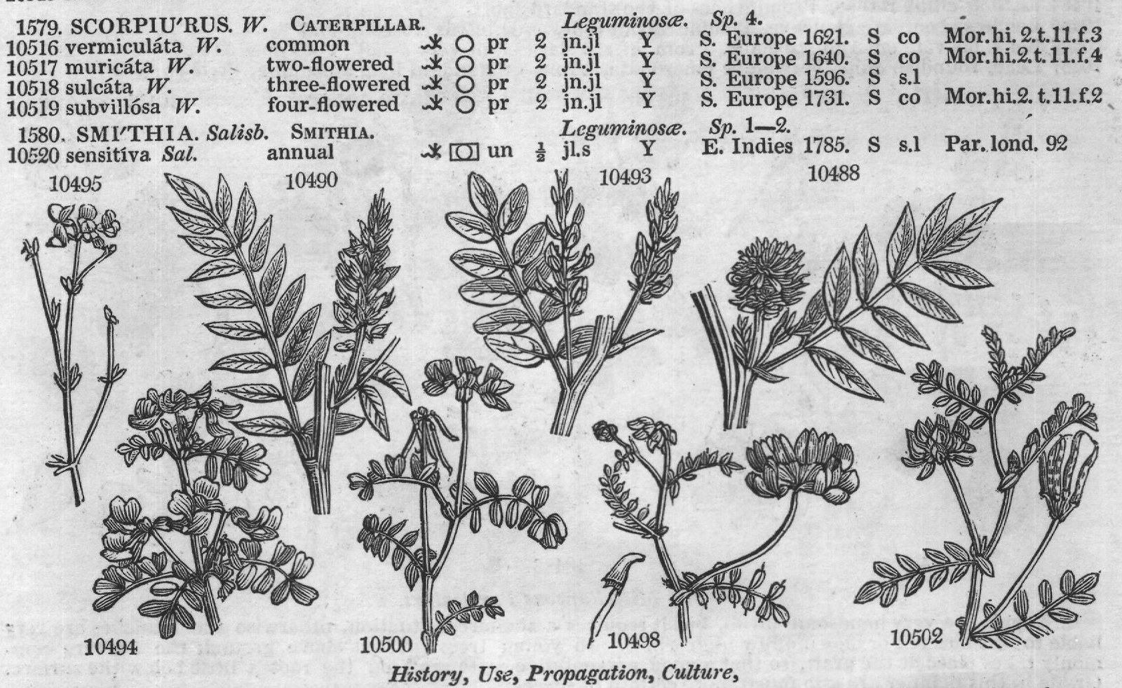 Bot (Mag Dend brit Schm arb t Poc) — from Encyclopedia of Plants (1910)