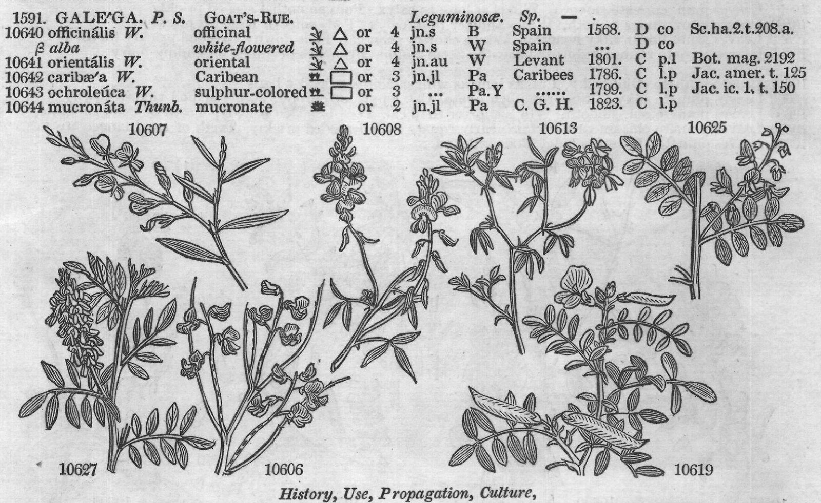 Burm (Zeyl t or jl au Pa Y C co) — from Encyclopedia of Plants (1910)