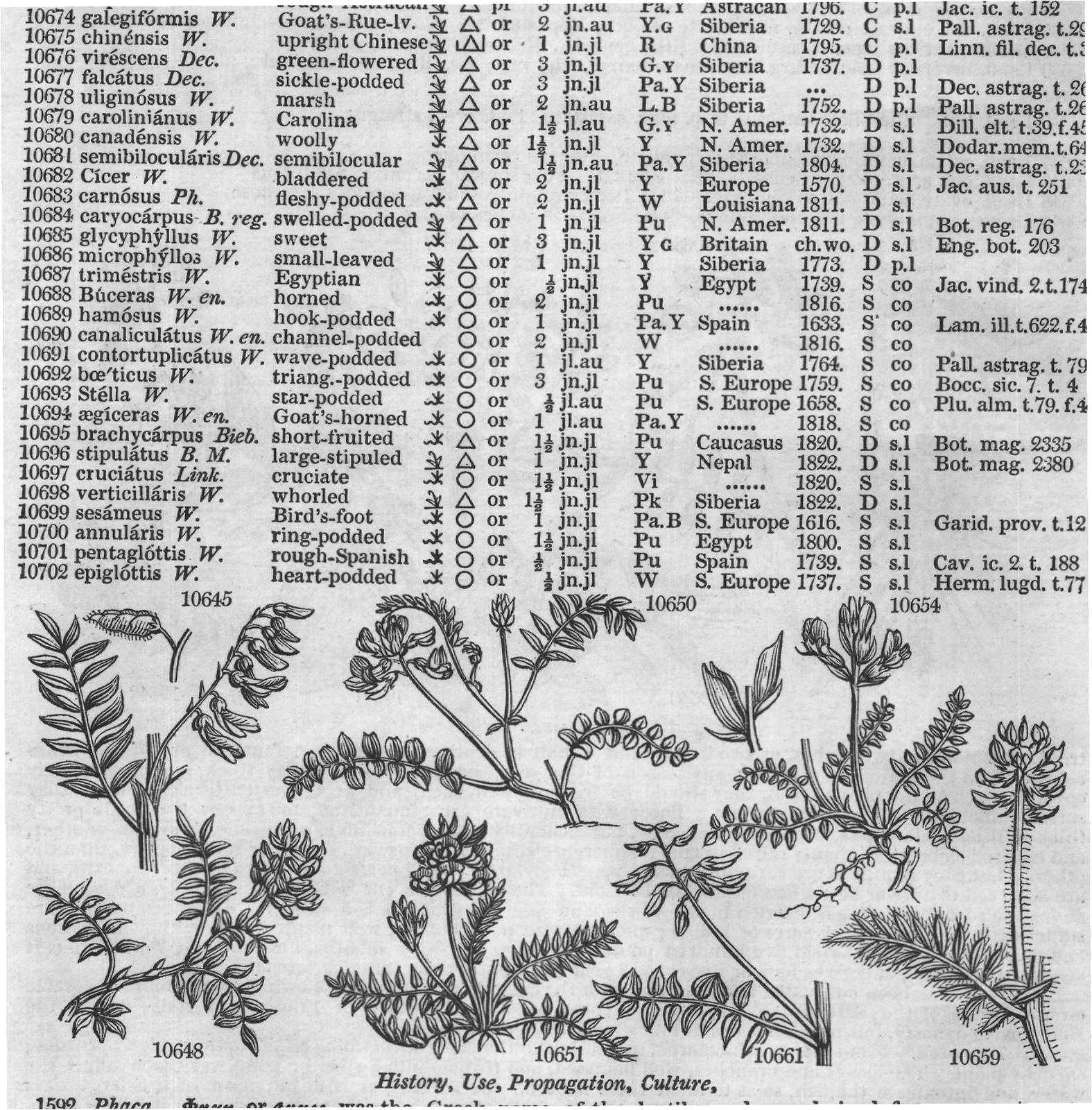 Cav (Ic t Herm lugd t History Use) — from Encyclopedia of Plants (1910)
