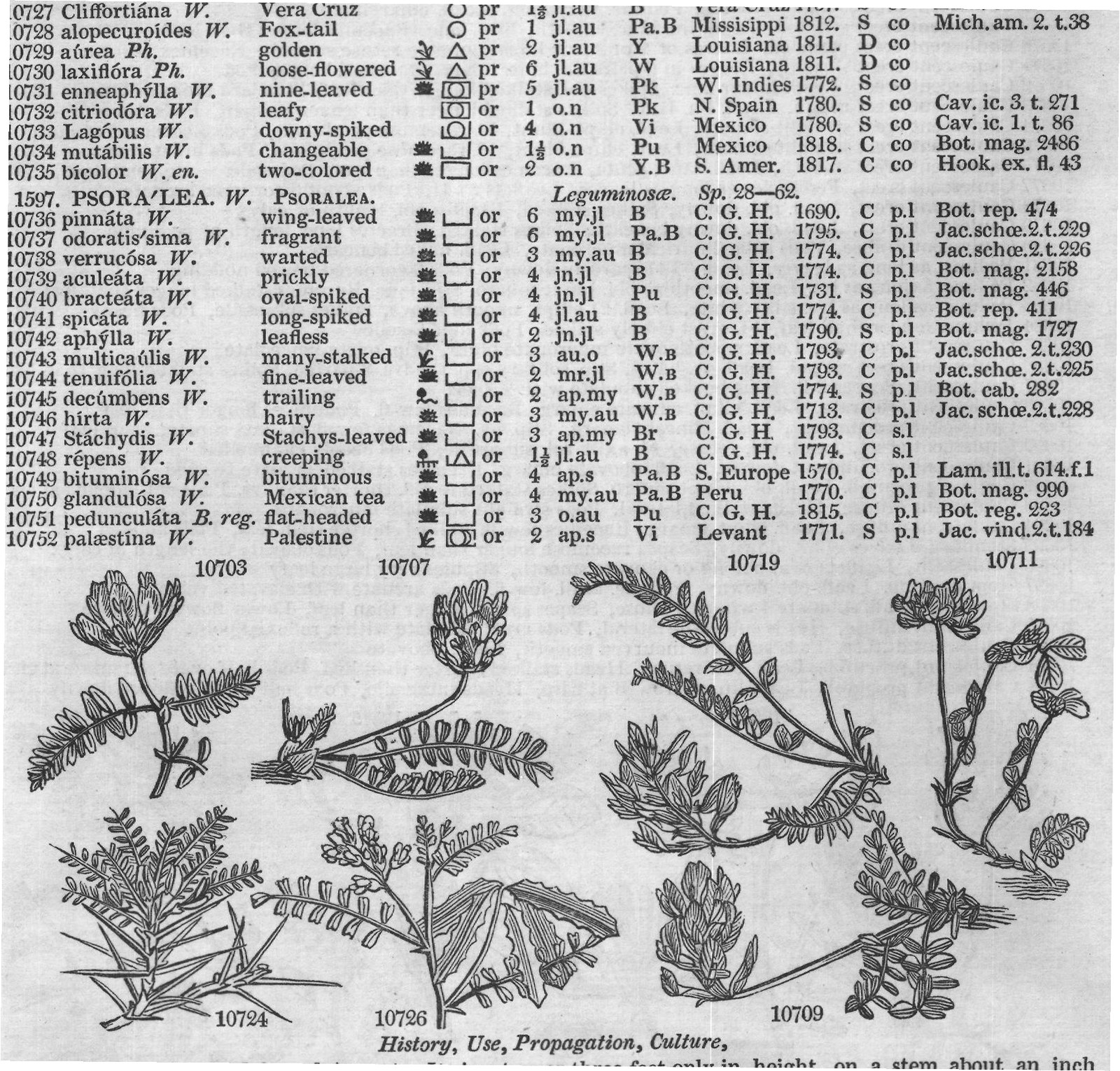 Clus — from Encyclopedia of Plants (1910)