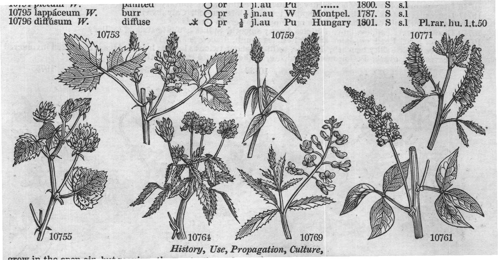 Eng (Bot maurit nica Schousb) — from Encyclopedia of Plants (1910)