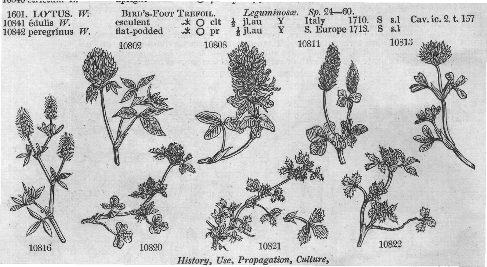 Eng (Bot Flor dan t Barr ic) — from Encyclopedia of Plants (1910)