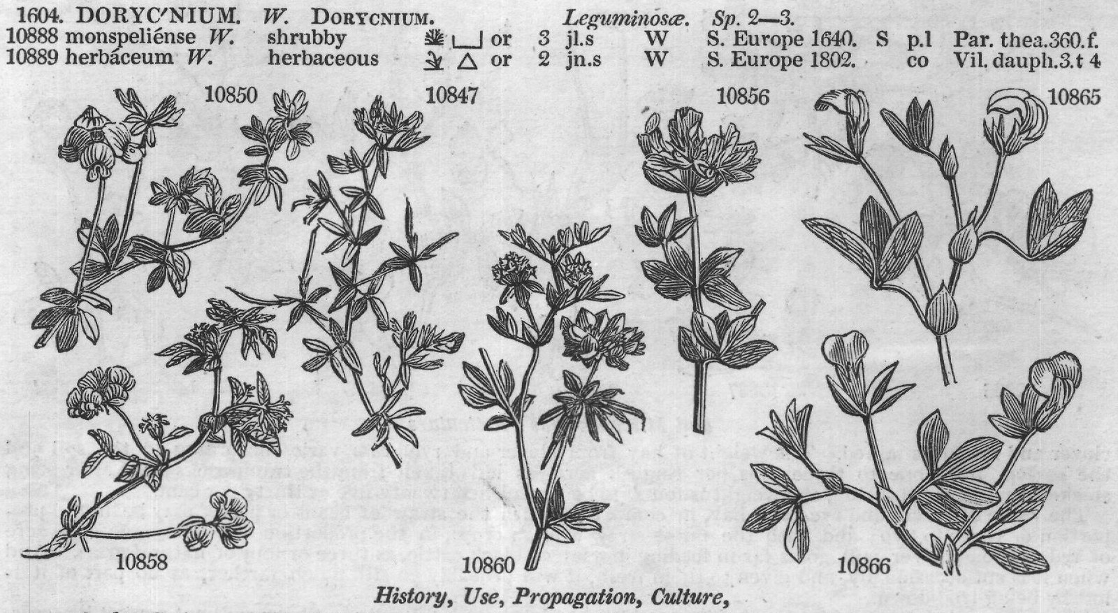 Eng (III) — from Encyclopedia of Plants (1910)