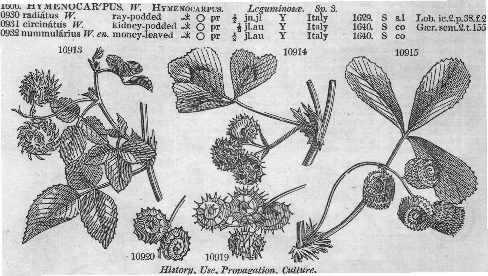 Eng (Bot Mor s t f G rt sem t) — from Encyclopedia of Plants (1910)
