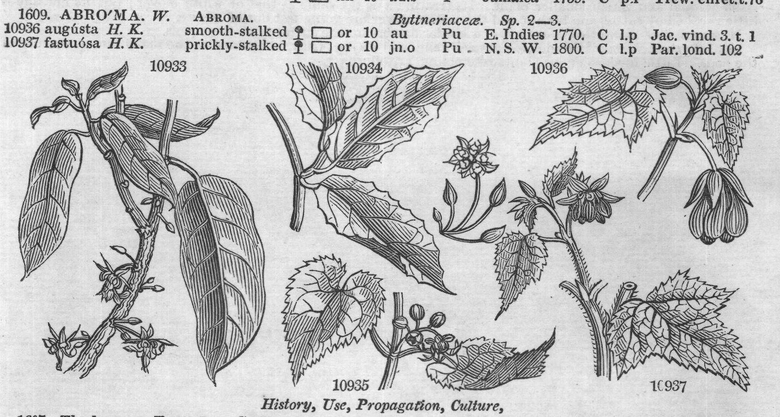 Eng (Bot Mor s t f G rt sem t) — from Encyclopedia of Plants (1910)