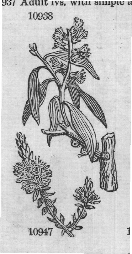 Eng (Bot Mor s t f G rt sem t) — from Encyclopedia of Plants (1910)