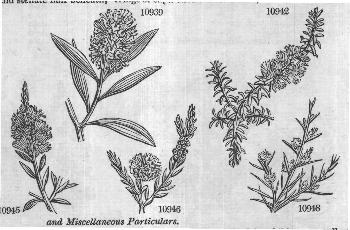 Eng (Bot Mor s t f G rt sem t) — from Encyclopedia of Plants (1910)