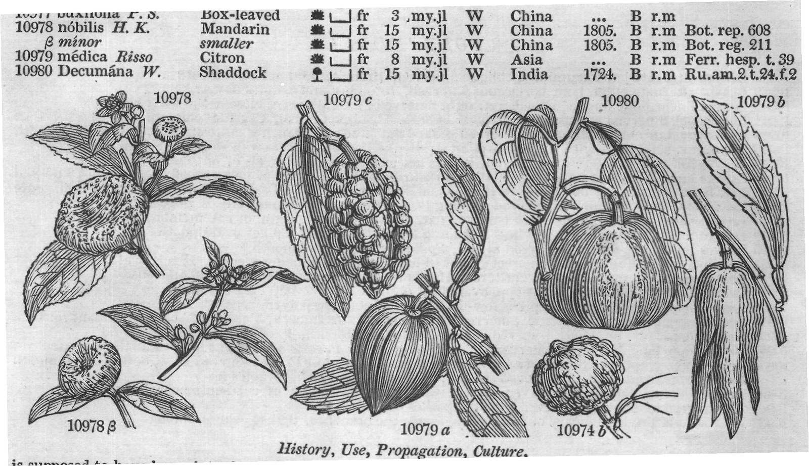 Eng (Bot Mor s t f G rt sem t) — from Encyclopedia of Plants (1910)