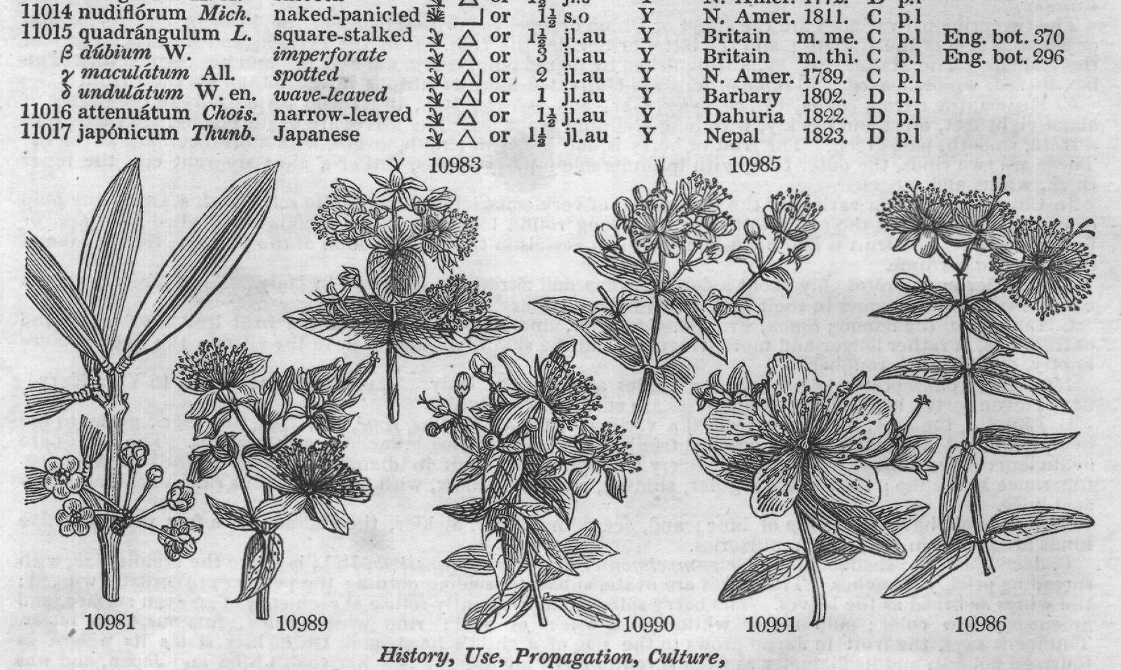 Eng (Bot Mor s t f G rt sem t) — from Encyclopedia of Plants (1910)