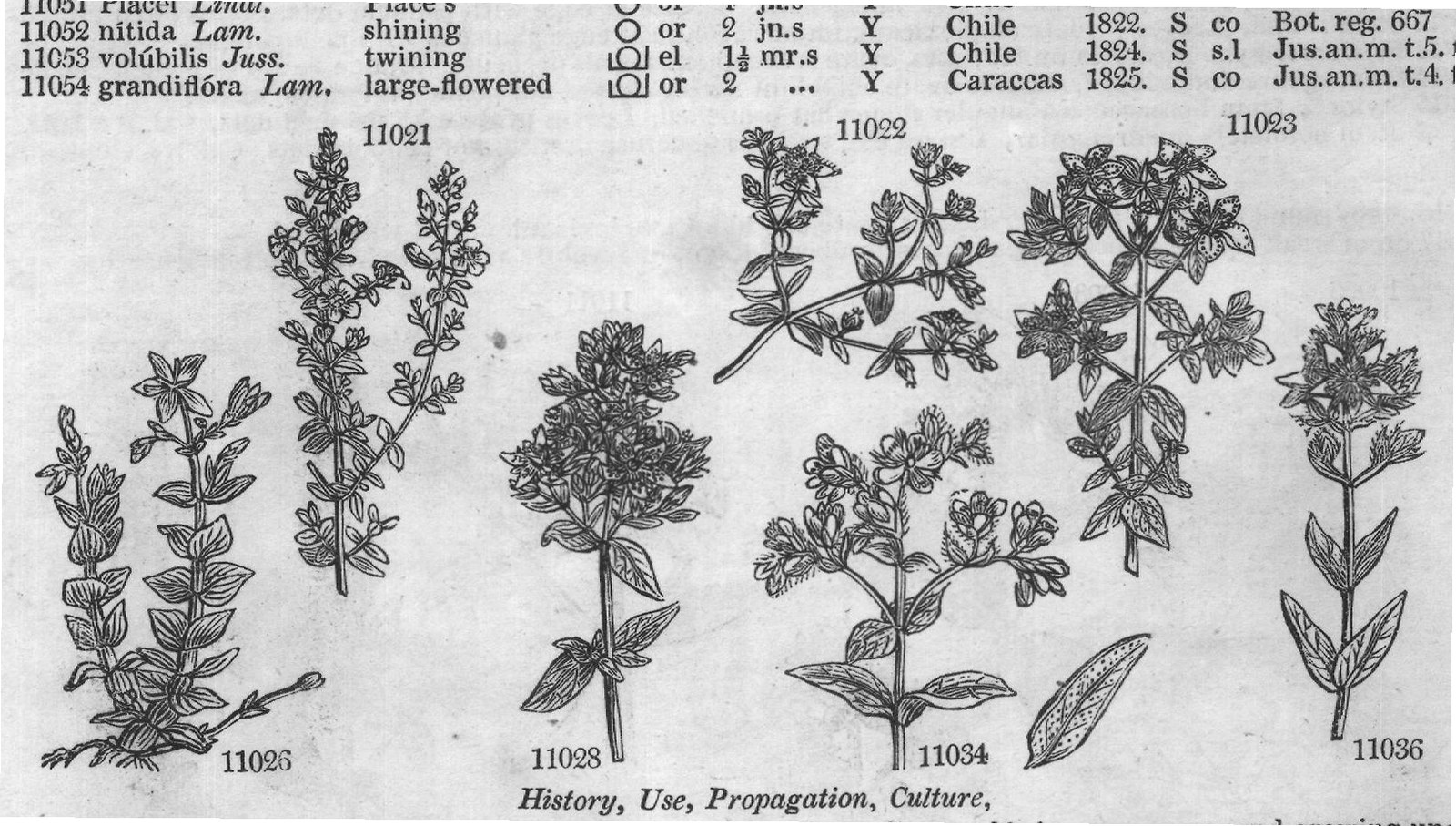 Eng – Eng (III) — from Encyclopedia of Plants (1910)