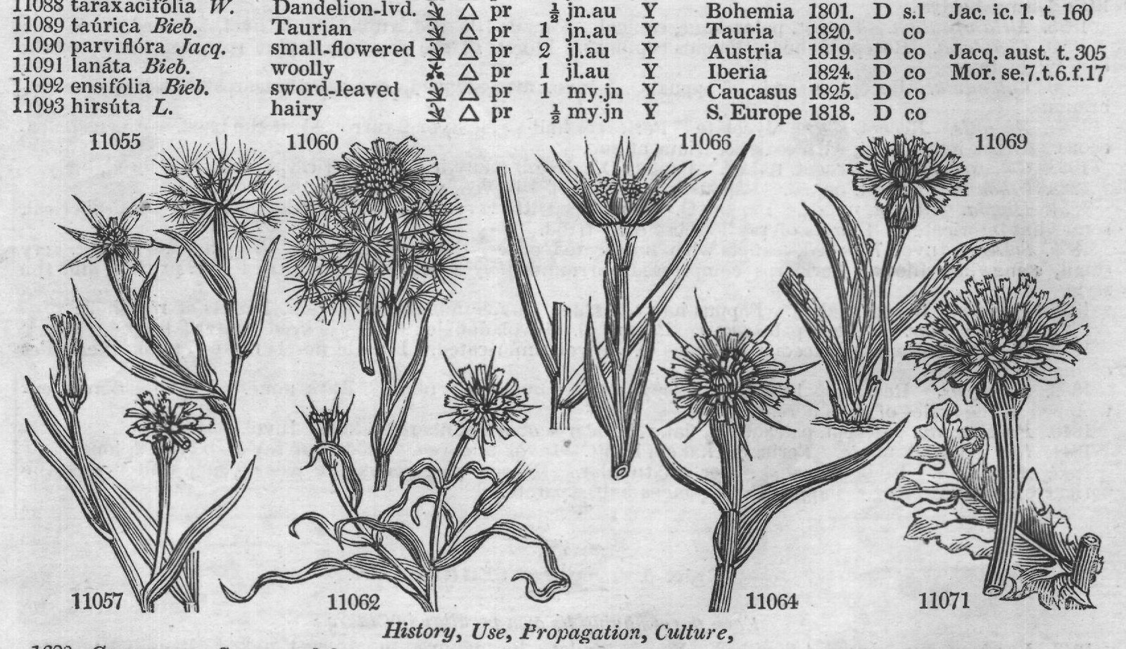 Eng (Bot mut bilis Jac changeable) — from Encyclopedia of Plants (1910)