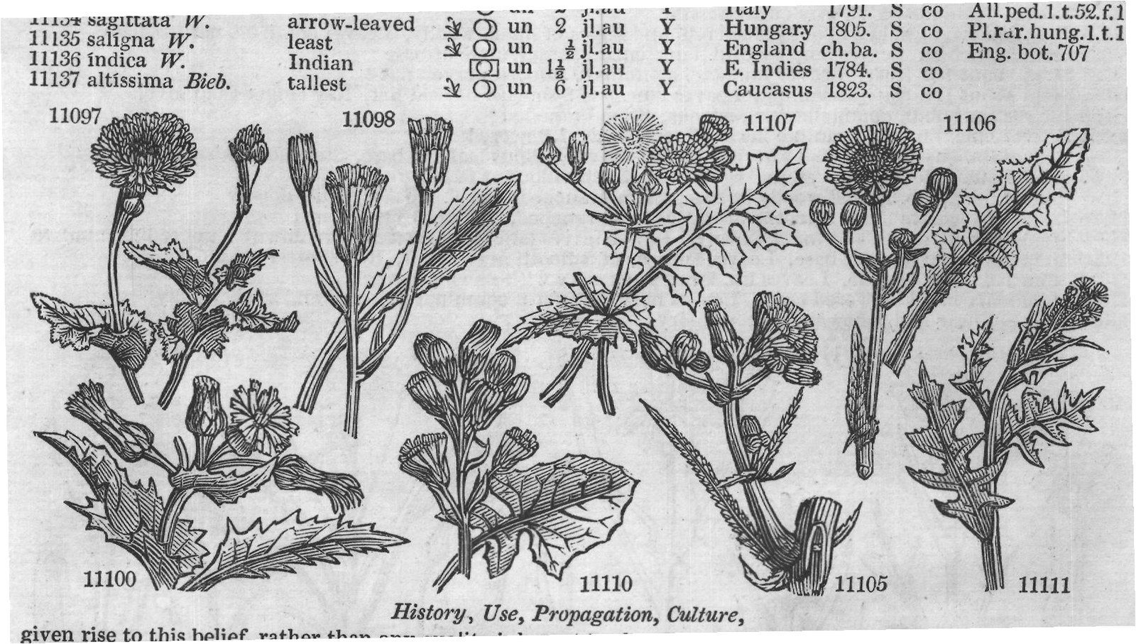 Eng – Eng (III) — from Encyclopedia of Plants (1910)