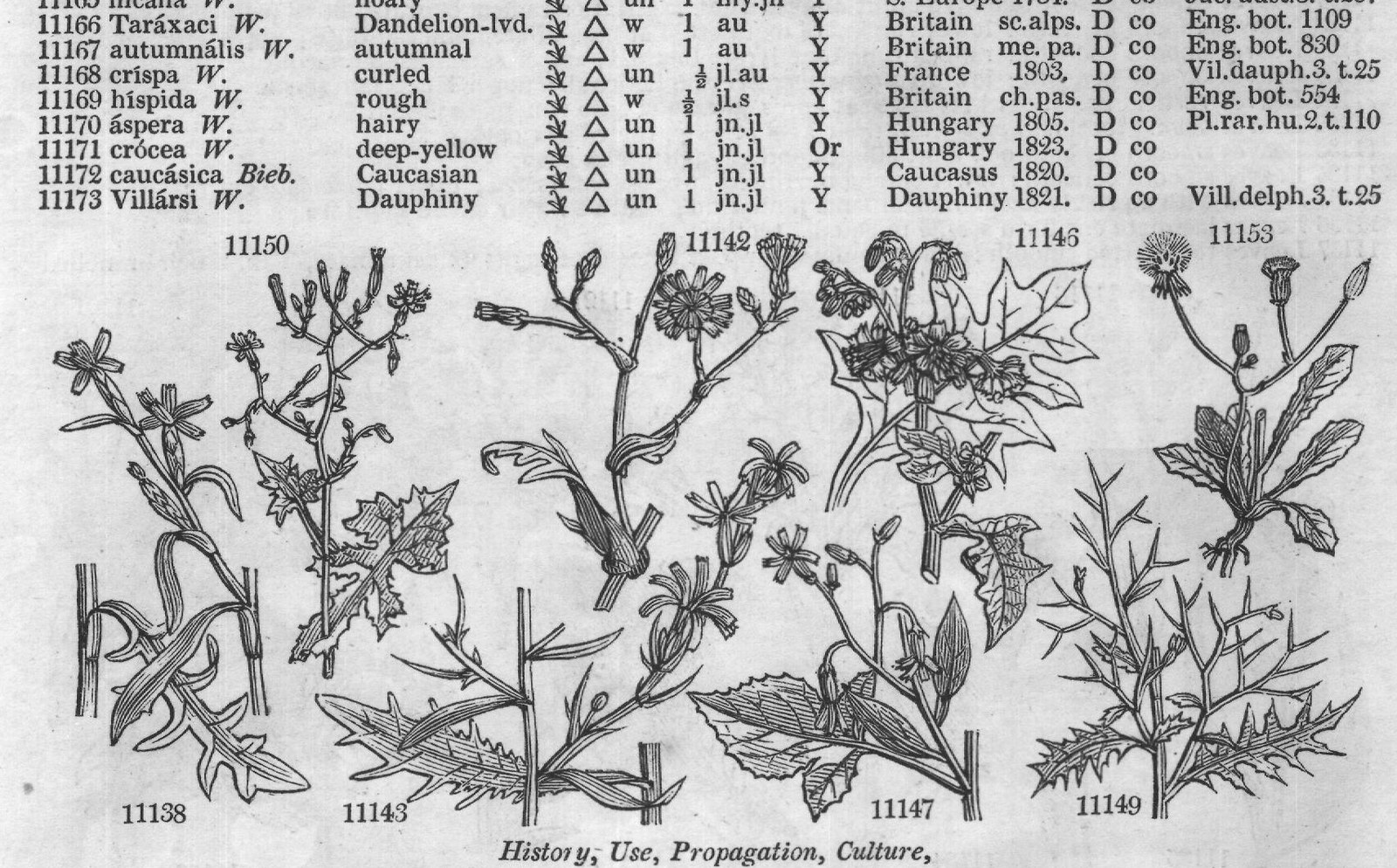 Eng – Eng (III) — from Encyclopedia of Plants (1910)