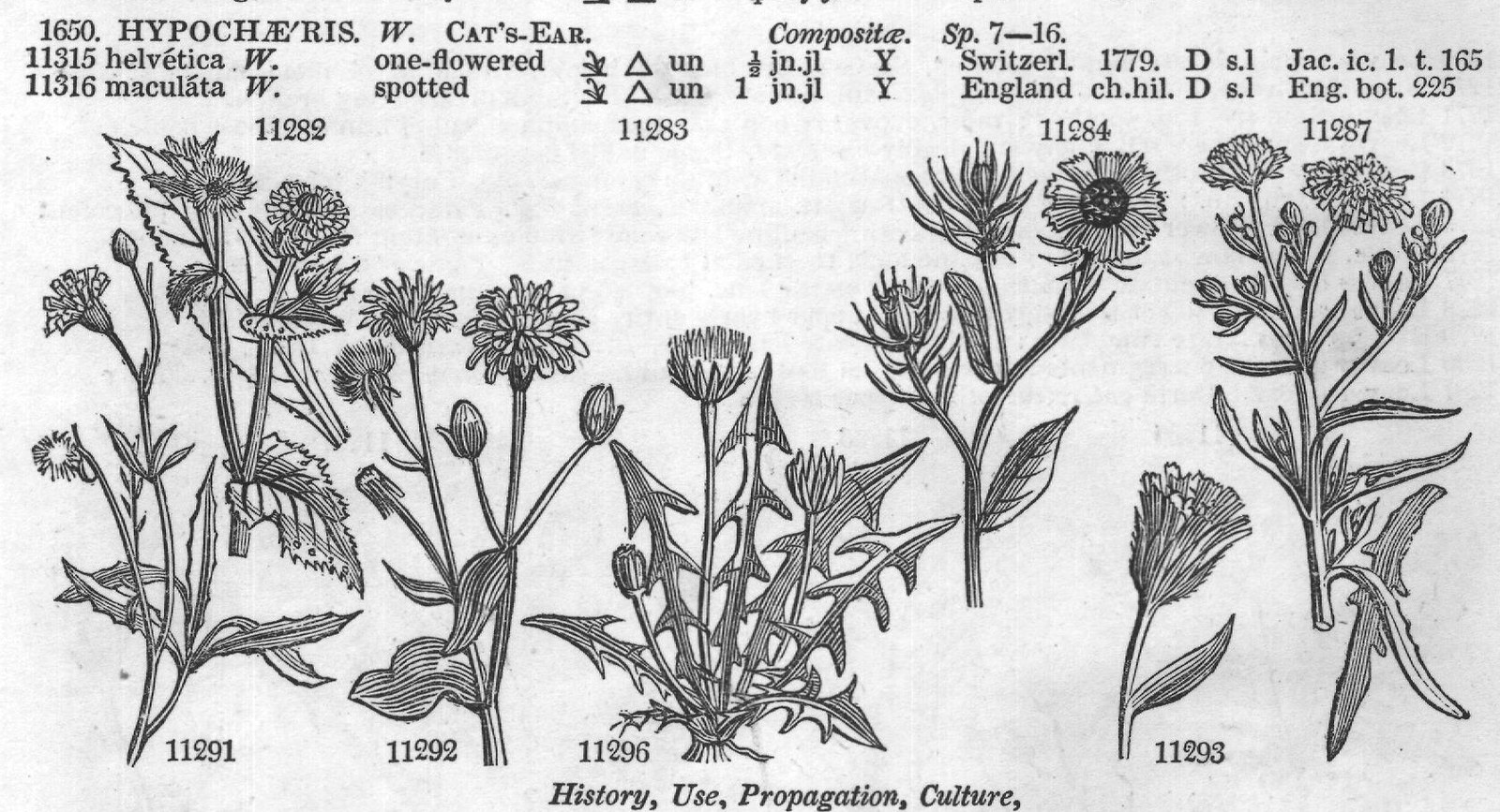 Eng (Bot History Use Propagation) (IV) — from Encyclopedia of Plants (1910)