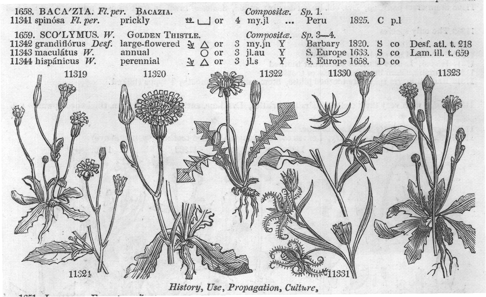History, Use, Propagation, Culture,